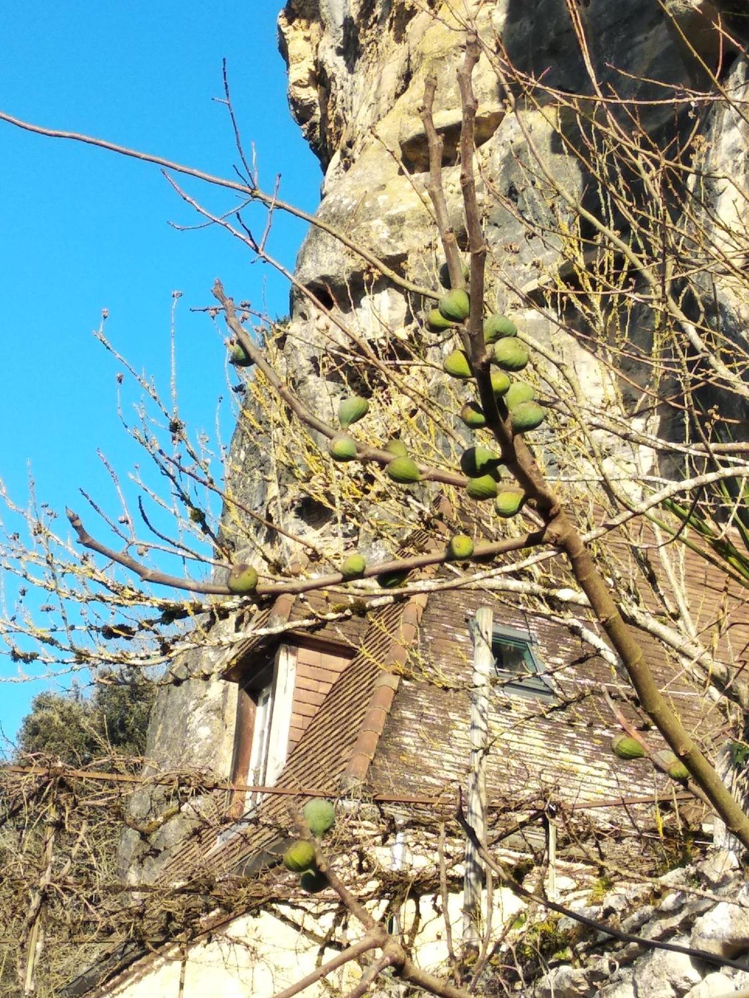 Maison Les Glycines La Roque-Gageac Eksteriør bilde